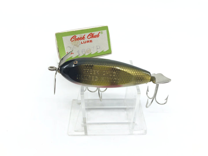 Creek Chub Baby Injured Minnow in Perch Color with Box