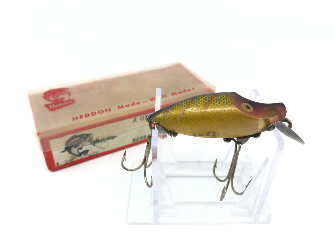 Heddon Midget River Runt Perch Color with Box