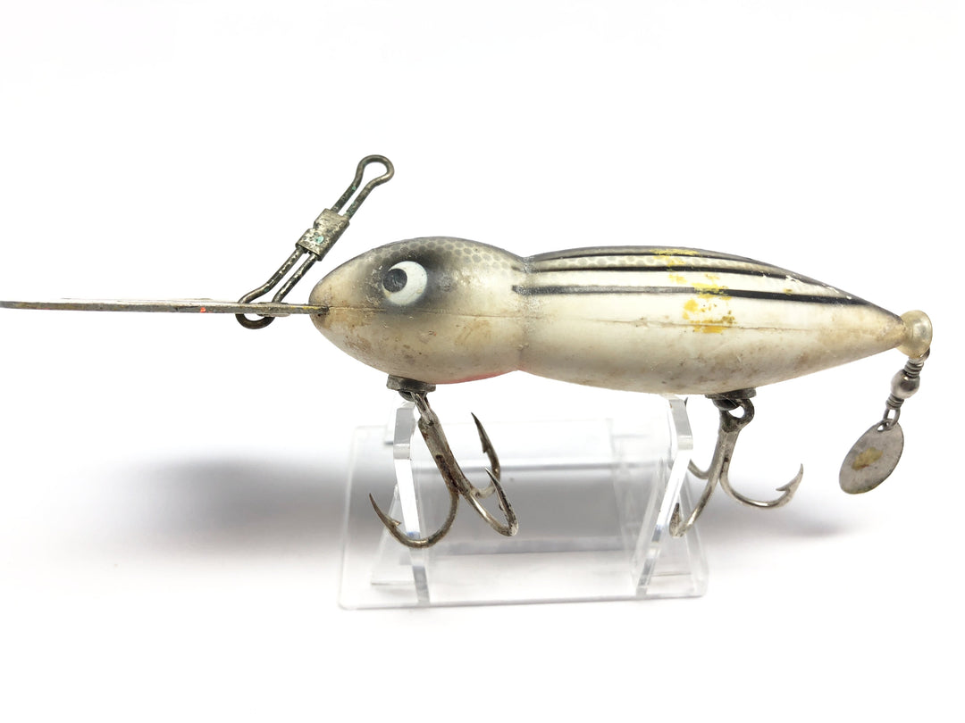 Large Bomber Waterdog or Hellbender in White Chipmunk Color