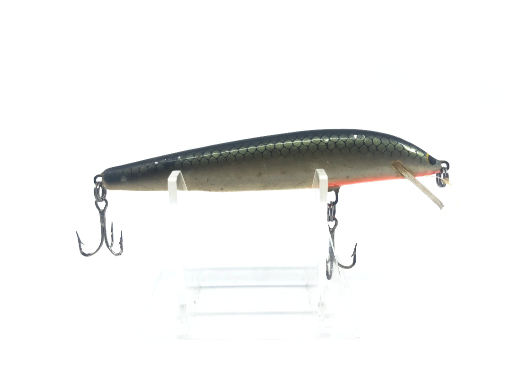 Gold Scale Minnow
