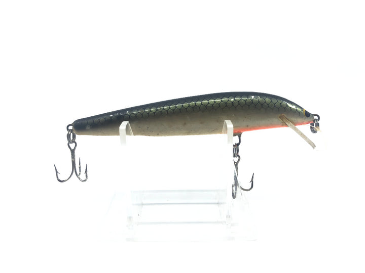 Gold Scale Minnow