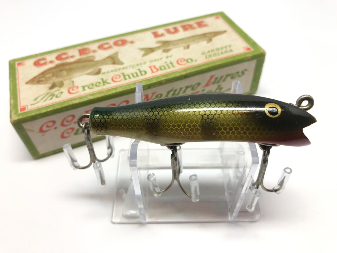 Creek Chub 8000 Midget Darter in Perch Color Concave Belly 8001 CB with Box