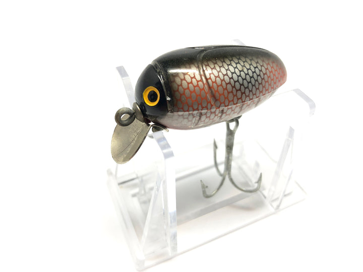Millsite Rattle Bug Red Golden Black Scale Color